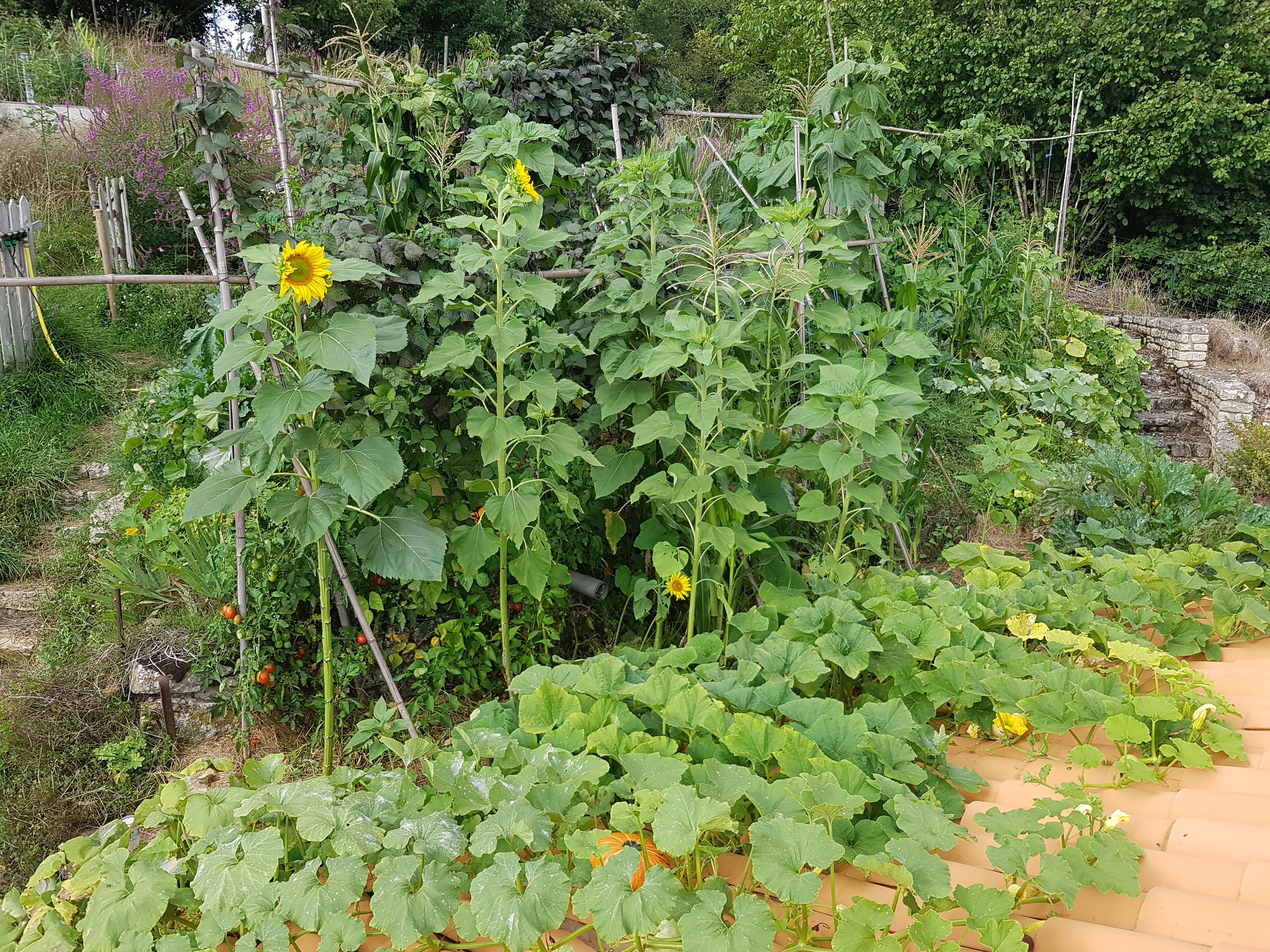 Image de mon jardin