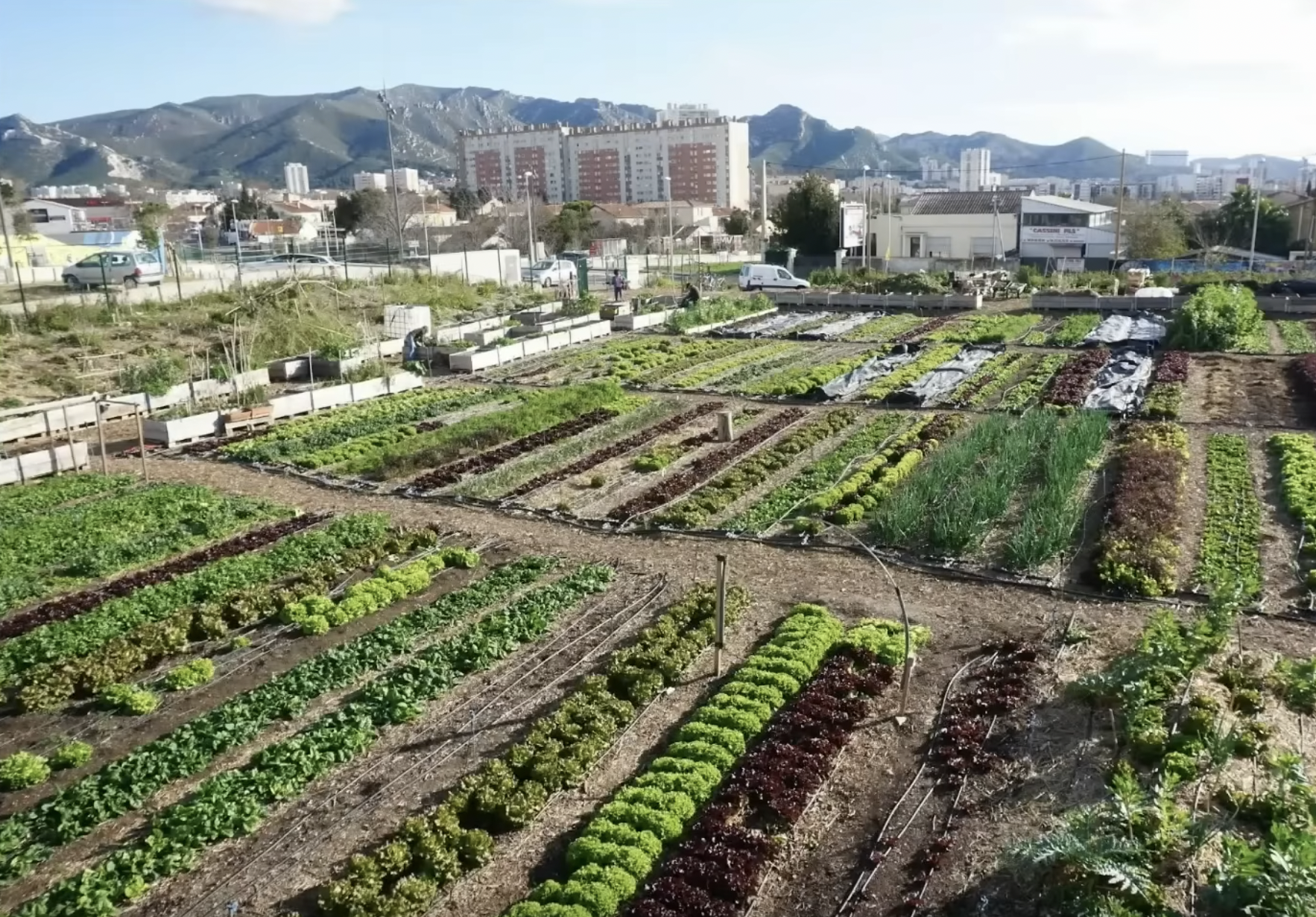 Cultures après avoir restauré le sol